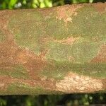 Protium aracouchini Кора