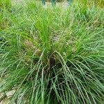 Carex paniculata Fuelha