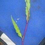 Persicaria punctata ഇല