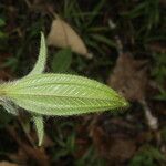 Miconia lacera Leaf