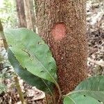 Cunonia balansae Corteza