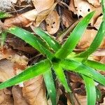 Luzula pilosa Leaf