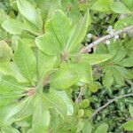 Myrica gale Leaf