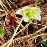 Moneses uniflora Flower