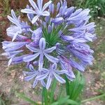 Agapanthus praecoxŽiedas