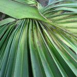 Sabal palmetto برگ