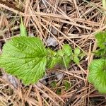 Geum aleppicum পাতা