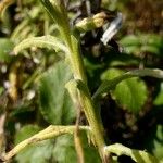 Pseudognaphalium undulatum Ŝelo