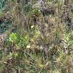 Utricularia subulata Blüte