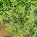 Tribulus terrestris 叶