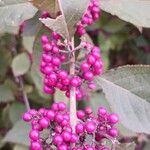 Callicarpa bodinieri Плід