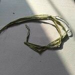 Zostera marina Folha