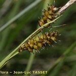 Carex hostiana Цвят
