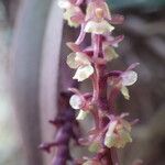 Rhipidoglossum rutilum Flower