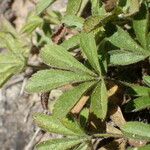 Potentilla caulescens Φύλλο