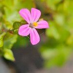 Geranium lucidum Blüte