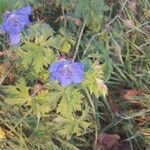 Geranium pratenseFlower