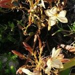 Lachenalia pallida 花