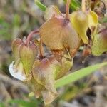 Trichodesma marsabiticum പുഷ്പം