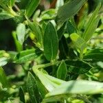 Salix rosmarinifolia Blatt