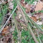 Cytisus scoparius Bark