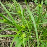 Carex intumescens Leaf