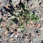 Atriplex laciniata Leaf