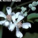 Sida hermaphrodita Flower