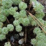 Cotula hispida Leaf