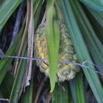 Pandanus belepensis Habitus