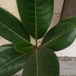 Ficus aurea Nutt.Leaf