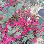 Loropetalum chinenseЦветок