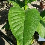 Nicotiana tabacum Blatt