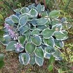 Hosta plantaginea Агульны выгляд