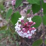 Syringa pubescens Flower