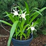 Hymenocallis liriosme Blüte