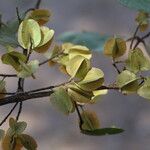 Combretum molle Fruit