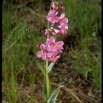 Penstemon secundiflorus অভ্যাস