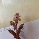 Orobanche reticulata Fiore