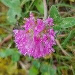 Trifolium pratenseBlüte