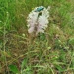 Plantago mediaFlower