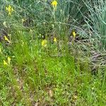 Linaria spartea Plante entière