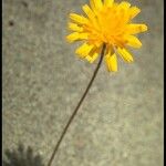 Agoseris apargioides Flower