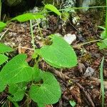 Aristolochia pallida Leaf