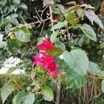 Bougainvillea spectabilis ফুল