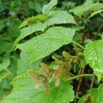Acer capillipes Fruto
