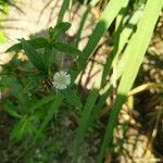 Eclipta prostrataFlower