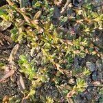 Polygonum plebeium Blad