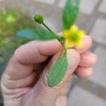 Ranunculus abortivus Feuille