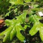 Quercus lobata Hoja